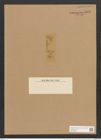 Diatoma anceps (Ehr.) Kirchm. (de-Toni-Nr.: Genus 58, Species 2541) Zeichnungen Sammlung Grunow Nr. 5092 (NHMW-BOT-W0373368)